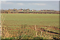 Wheatfield east of Little Bustard Farm