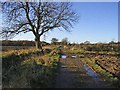 Farm road from Abshields to Berryhill