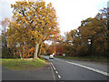 A4136 through the Forest of Dean