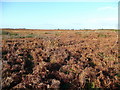 Gower moorland