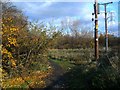 Path near the Osiers Nature Area