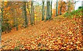 Autumn at Huntly Wood near Banbridge (4)