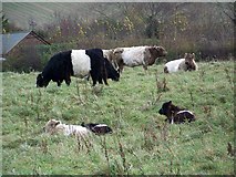 SU0725 : Belted Galloway cattle, Bishopstone by Maigheach-gheal
