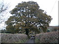 Mighty oak, Bonehill