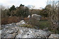 SD4973 : Limestone boulders, Warton Crag by Peter Bond