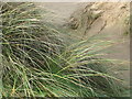 Marram grass in the Crigyll dunes