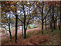 SO5717 : Young oaks, Coppett Hill Common by Pauline E