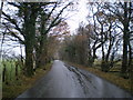 Tree-lined lane near Cefn-gorwydd