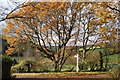 Devon fields through Autumn tree, Bickham