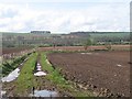 Newly planted crops