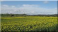 Oilseed rape, Crailing Tofts