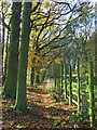 Footpath in woodland, Wooburn Moor