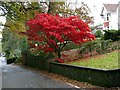 Red maple leaves on Folland Road