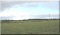 Sheep pastures alongside the A 4080 north of Llanfaelog