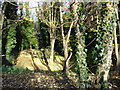 Quarry Holes Plantation Nature Reserve