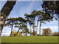 Trees in Fairwater Park