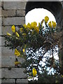 European Gorse (Ulex europaeus L.) at Wheal Clifford