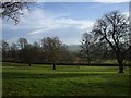 Pasture and trees beside Old Hill, Wrington