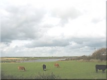 SH3769 : Grazing cattle south of Llyn Coron lake by Eric Jones