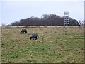 SU2325 : Rough grazing, Dean Hill Farm by Maigheach-gheal