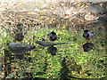 Mallards keeping their feet dry