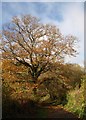 Tree at foot of Magpie Hill