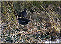 Moorhens, Loch Flemington