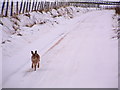 First traffic after the snowfall.