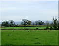 2008 : More pasture near Housecroft Farm