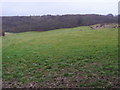 Footpath up the hill to the woods