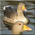 Greylag geese, Ward Park