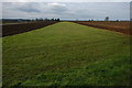 Airstrip, Oaklands Farm