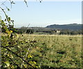 2008 : Rough grazing near Hisomley