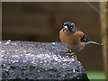 Brambling, Forest of Dean