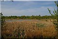 Reed Bed in Asheldham Pit