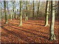 Beeches on Ashley Hill