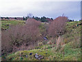 Trees by the burn