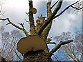 NN3421 : Bracket Fungus, Glen Falloch by wfmillar