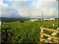 Cattle west of Savath