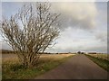 Road beside Blandford Camp