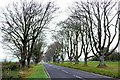 Avenue of Beech Trees near Badbury Rings