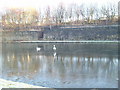 Swans Trying to get Ashore before The Pond Ices  Over