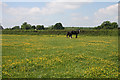 Horses in a field