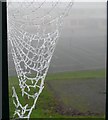 Through a web