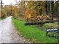 Ride into Costicles Inclosure