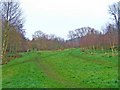 Grassed area in Springfield Park