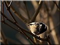 Coal tit, Forest of Dean