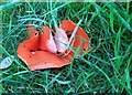 Orange peel fungus (Aleuria aurantia)