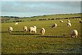 Winter Pasture