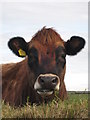 Cow at Lower Keigwyn Farm